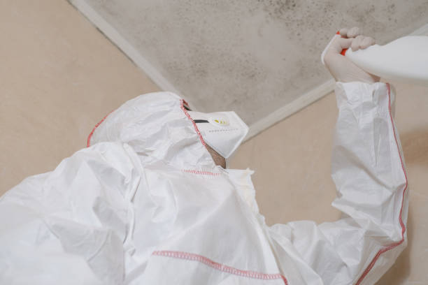  San Tan Valley, AZ Mold Removal Pros