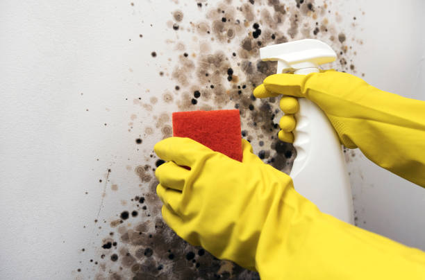 Certified Mold Removal in San Tan Valley, AZ