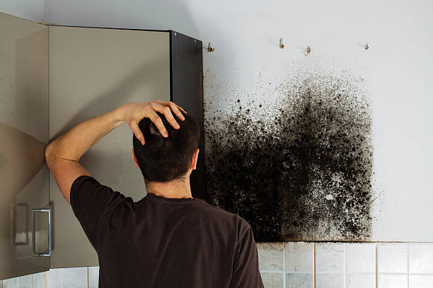 Best Commercial Mold Removal  in San Tan Valley, AZ