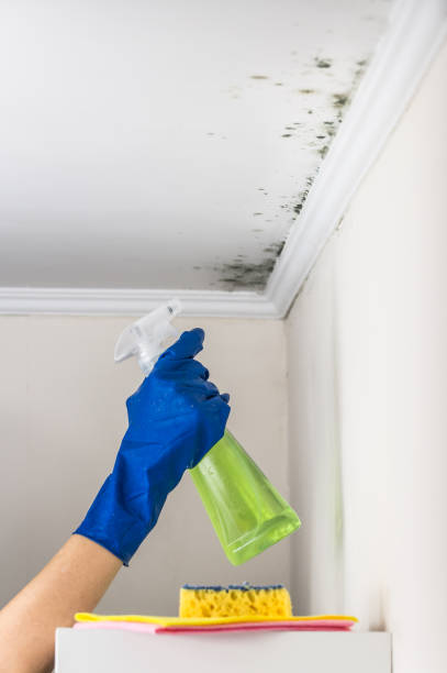 Best Mold Cleaning Services  in San Tan Valley, AZ